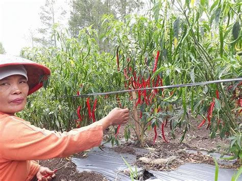 Petani Cabai Mulai Bergairah Harga Cabai Merangkak Naik Jambi One