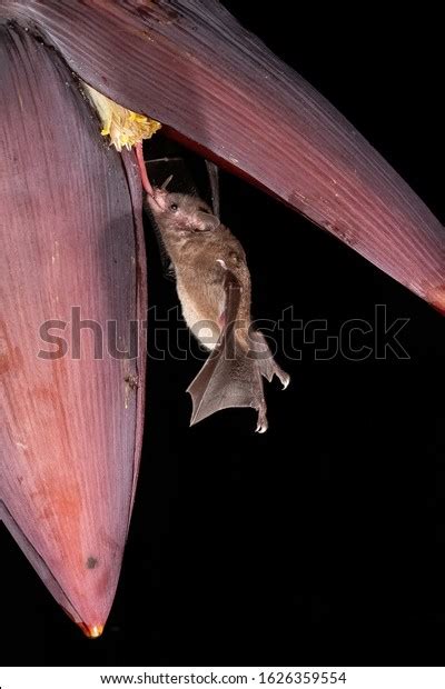 107 Orange Nectar Bat Images Stock Photos Vectors Shutterstock