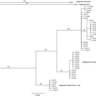 Majority Rule Consensus Tree From A Bayesian Analysis Of Lucifrons