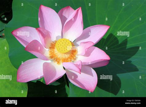Chinese Lotus Flower High Resolution Stock Photography And Images Alamy