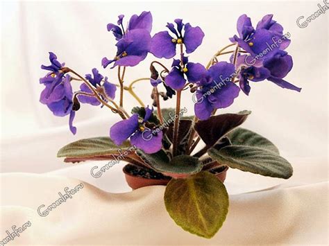 Сенполии миниатюрные и полуминиатюрные - Сенполия - Красивоцветущие ...