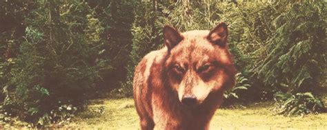 Jacob Black Twilight Jacob Black Twilight Wolf Discover Share