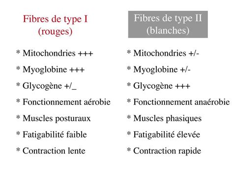 Les Deux Types De Fibres Musculaires