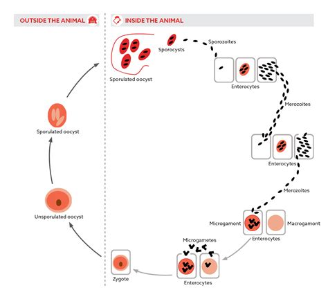 Coccidiosis In Poultry Production