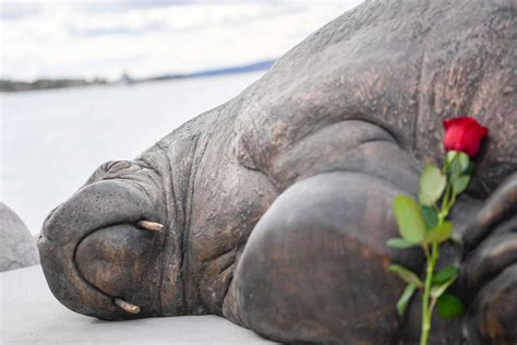 Sculpture Of Euthanized Walrus Freya Euthanized Unveiled