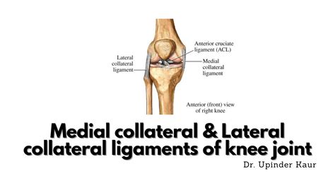 Medial Collateral Ligament Origin And Insertion