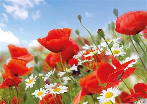 Купить фотообои Красные маки (#1179) | заказать в каталоге интернет ...