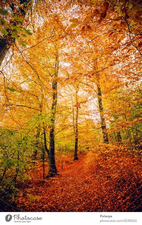 Autumn colors in the forest with trees - a Royalty Free Stock Photo ...