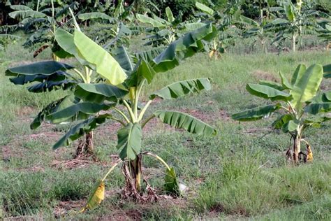 African banana plantation Stock Photos, Royalty Free African banana plantation Images ...