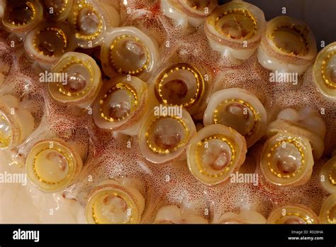 Dosidicus Gigas Hi Res Stock Photography And Images Alamy