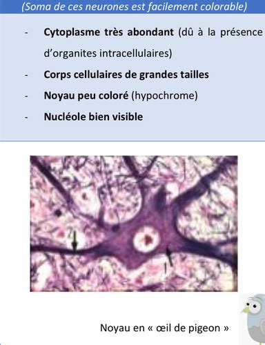 Histologie Tissus Nerveux 1 Cartes Quizlet