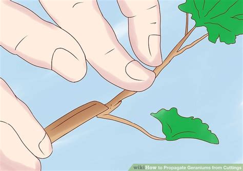 How To Propagate Geraniums From Cuttings 11 Steps With Pictures