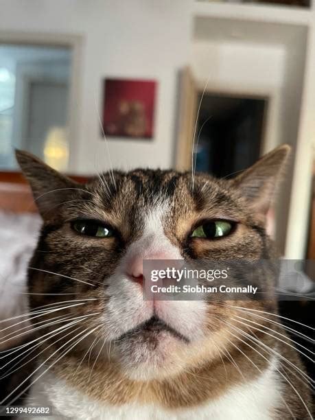 Scary Cat Eyes Photos and Premium High Res Pictures - Getty Images