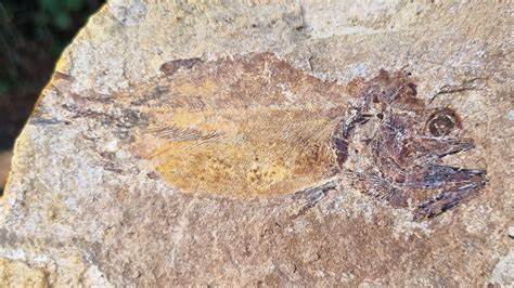 Jurassic Fish Fossils Found On A British Farm