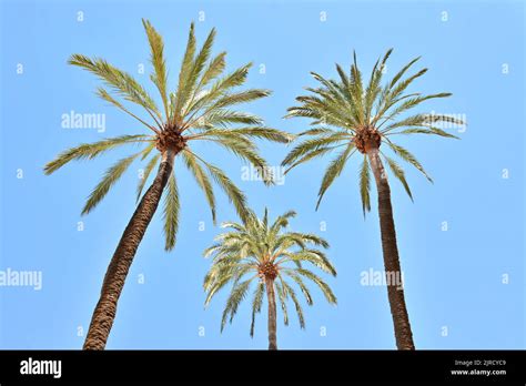 Palmera Playa Cielo Playa Hi Res Stock Photography And Images Alamy