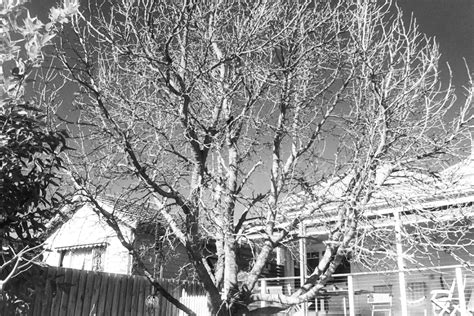 Ilford SFX 200 Test – Frogmouth Cottage Photography