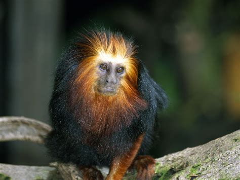 Golden Headed Lion Tamarin Zoochat
