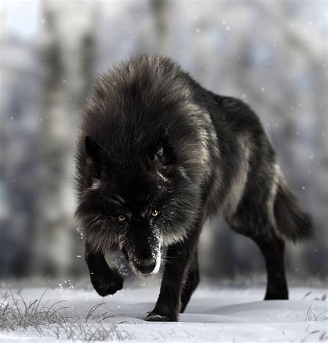 Black Timber Wolf - Massimo Righi