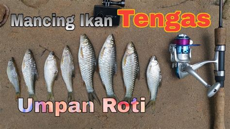 Memancing Tengas Di Sungai Kedondong Batang Kali Vlog Youtube