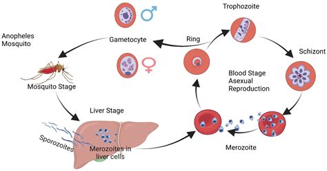 Plasmodium Life Cycle In Mosquito