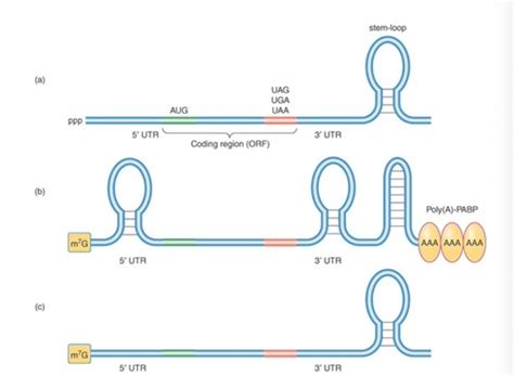 Mrna Stability And Localization Flashcards Quizlet