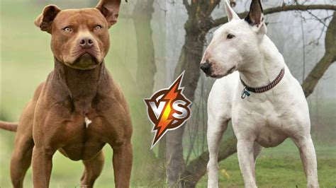 Pitbull Vs Bull Terrier Who Would Win In A Fight Who Is Stronger