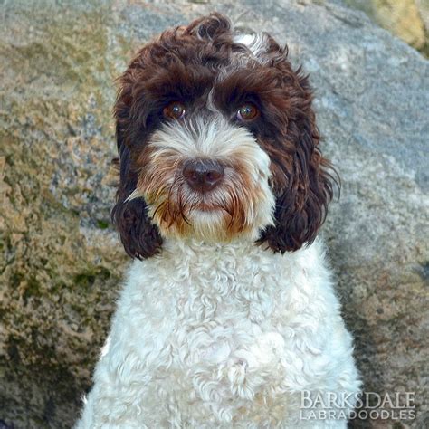 Barksdale Introduces Parti Labradoodles Barksdale Labradoodles