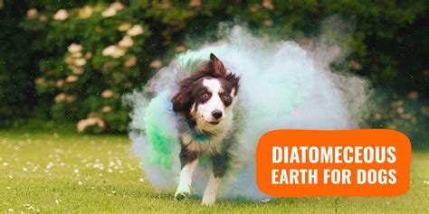 10 Diatomaceous Earth For Dogs — The Best Natural Killer Of Parasites