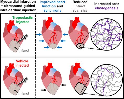 Vol 132 No 1 Circulation Research