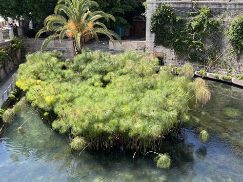 Siracusa La Citt Italiana Del Papiro L Unico Luogo In Europa Dove