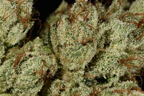 Og Kush Weed Strain Everything You Need To Know Thrillist