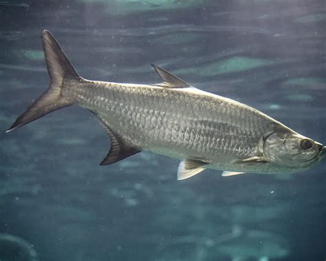 Atlantic tarpon - Facts, Diet, Habitat & Pictures on Animalia.bio