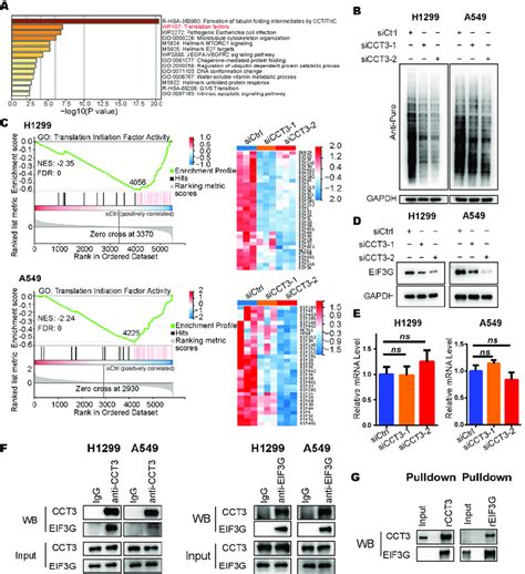 The Global Translation Was Reduced In Cct Knockdown Luad Cells A