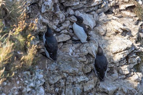 Guillemots Uria Aalge Nesting In The Cliffs At Bempton In Yorkshire