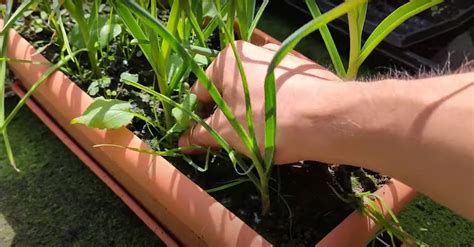 Como Plantar Alho Em Vasos Ciclovivo