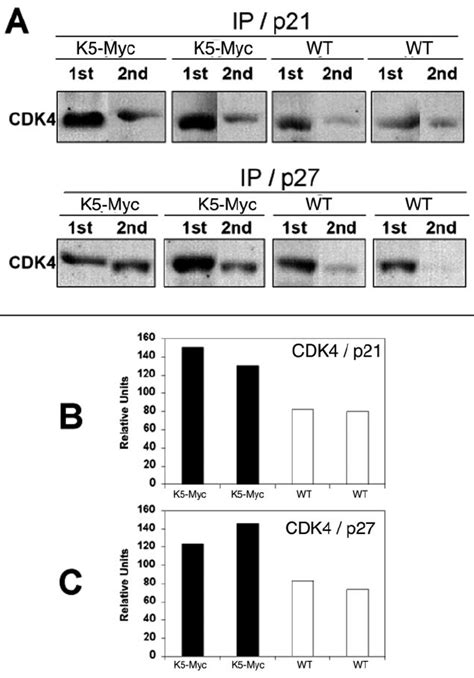 P27 Kip1 CDK4 And P21 Cip1 CDK4 Complex Formation In K5 Myc