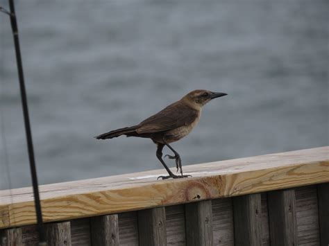 Icteridae Western Hemisphere Blackbirds Flickr