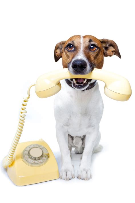 That Goofy Dog Blog Sytist Demo