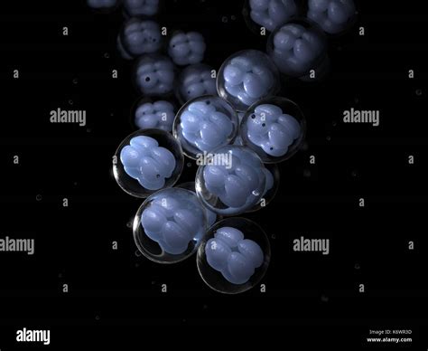 Cells Mitosis Microscope Hi Res Stock Photography And Images Alamy