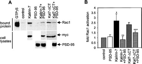 The Neuronal Rho GEF Kalirin 7 Interacts With PDZ DomainContaining