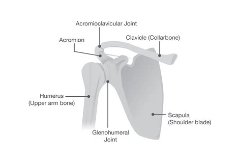 Scapulohumeral rhythm: what happens when you lift your arms overhead? - Joe Miller