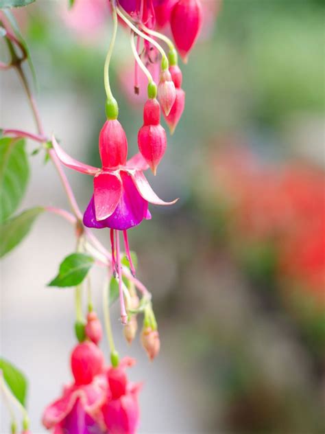 Growing Hardy Fuchsia Caring For Hardy Fuchsias In The Garden Gardening Know How