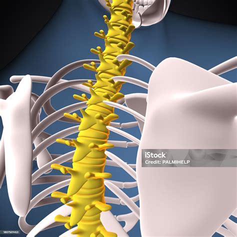 Human Skeleton Spine Scapula Pelvis And Backbone Vertebrae Anatomy 3d