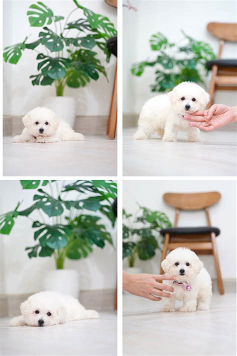 White Tiny Toy Poodle Puppy Jarang Ada Anjing Poodle Anjingkitacom