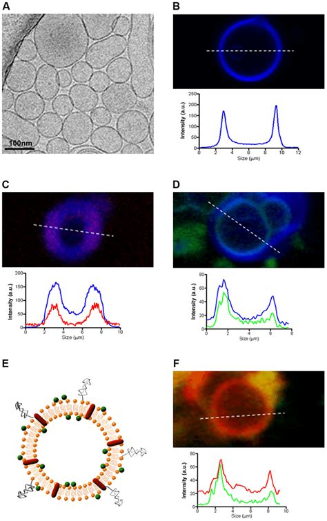 Characterization Of Liposomal Formulations A Representative Cryo Tem