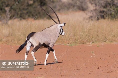 Africa Southern Africa South African Republic Kalahari Desert Oryx