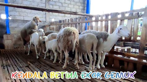 Kendala Breeding Kambing Persia Youtube