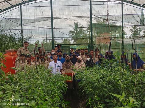 Dukung Ketersediaan Kebutuhan Pokok Smkpp Kementan Supply Cabai