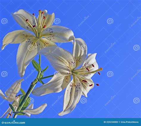 White Lily Flowers On Blue Sky Background Stock Photo Image Of Summer