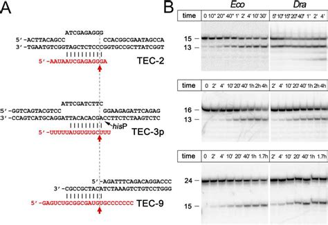 Conserved Functions Of The Trigger Loop And Gre Factors In RNA Cleavage